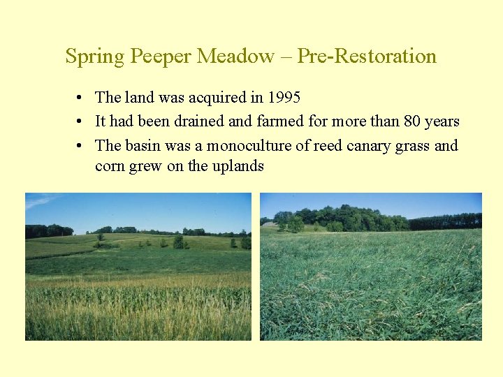 Spring Peeper Meadow – Pre-Restoration • The land was acquired in 1995 • It
