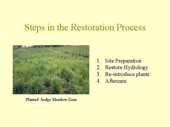 Steps in the Restoration Process 1. 2. 3. 4. Planted Sedge Meadow Zone Site