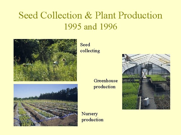 Seed Collection & Plant Production 1995 and 1996 Seed collecting Greenhouse production Nursery production