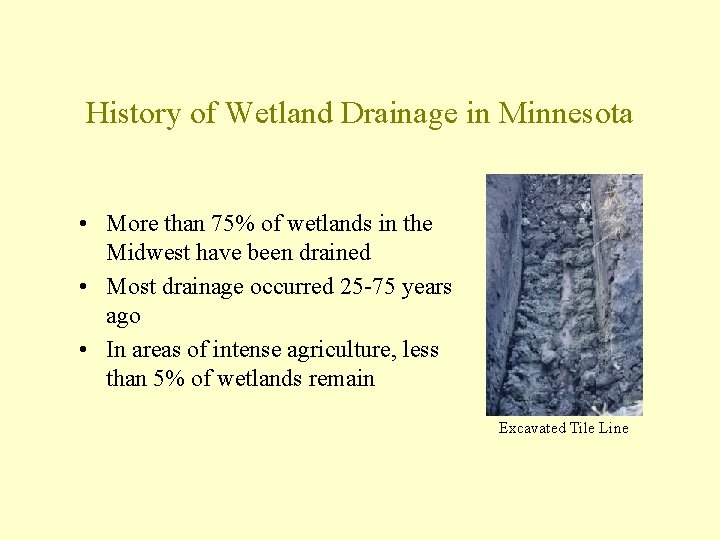 History of Wetland Drainage in Minnesota • More than 75% of wetlands in the