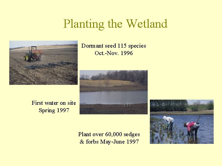 Planting the Wetland Dormant seed 115 species Oct. -Nov. 1996 First water on site