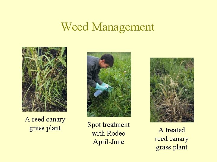 Weed Management A reed canary grass plant Spot treatment with Rodeo April-June A treated