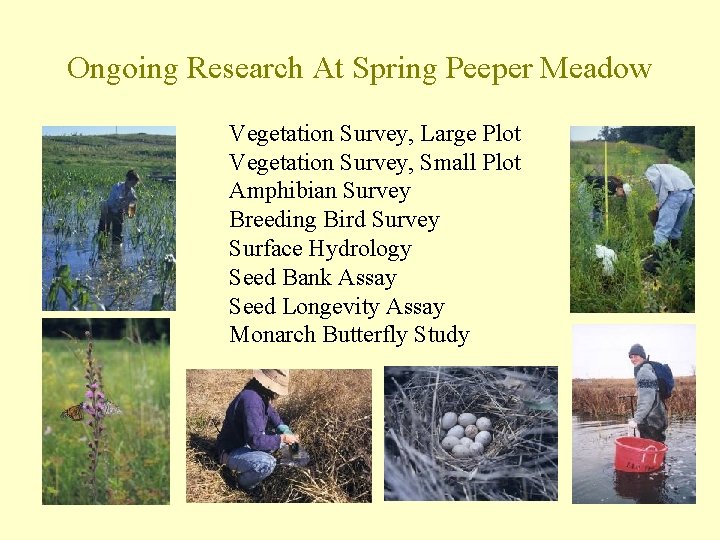 Ongoing Research At Spring Peeper Meadow Vegetation Survey, Large Plot Vegetation Survey, Small Plot