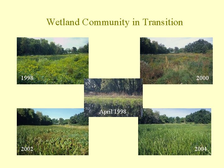 Wetland Community in Transition 1998 2000 April 1998 2002 2004 