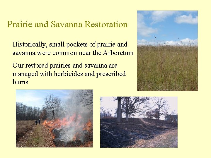 Prairie and Savanna Restoration Historically, small pockets of prairie and savanna were common near