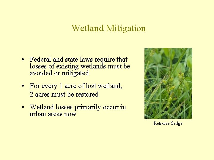 Wetland Mitigation • Federal and state laws require that losses of existing wetlands must