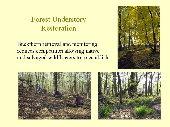Forest Understory Restoration Buckthorn removal and monitoring reduces competition allowing native and salvaged wildflowers