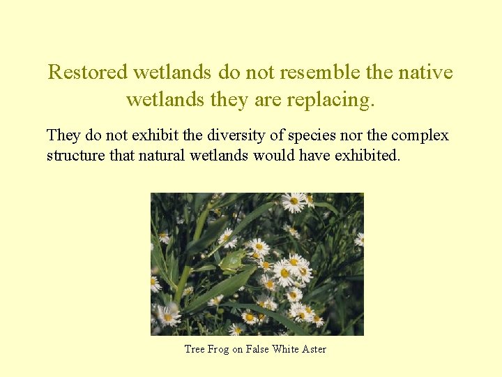 Restored wetlands do not resemble the native wetlands they are replacing. They do not