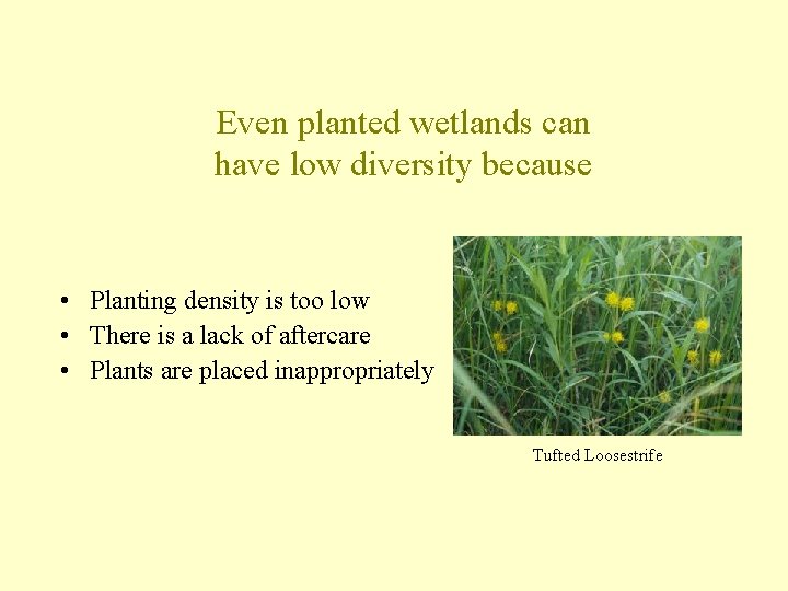 Even planted wetlands can have low diversity because • Planting density is too low