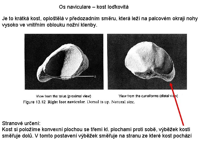 Os naviculare – kost loďkovitá Je to krátká kost, oploštělá v předozadním směru, která