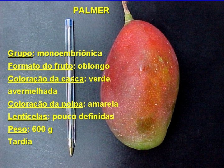 PALMER Grupo: monoembriônica Formato do fruto: oblongo Coloração da casca: verde avermelhada Coloração da