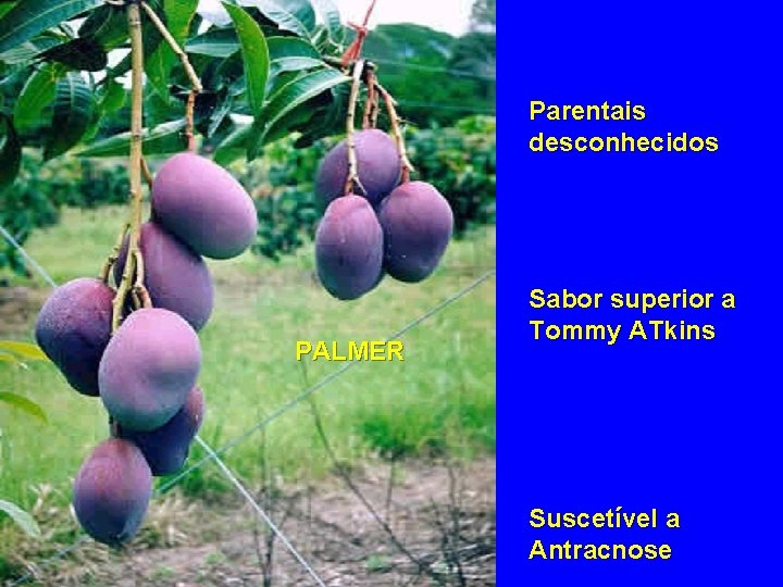 Parentais desconhecidos PALMER Sabor superior a Tommy ATkins Suscetível a Antracnose 