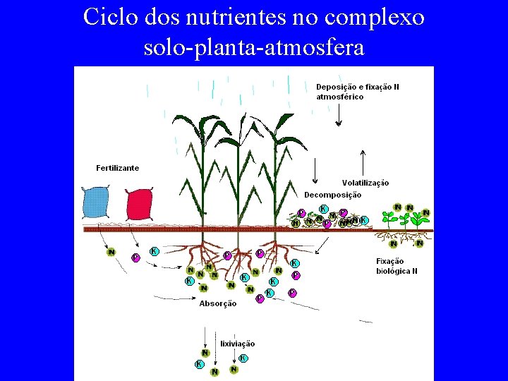 Ciclo dos nutrientes no complexo solo-planta-atmosfera 