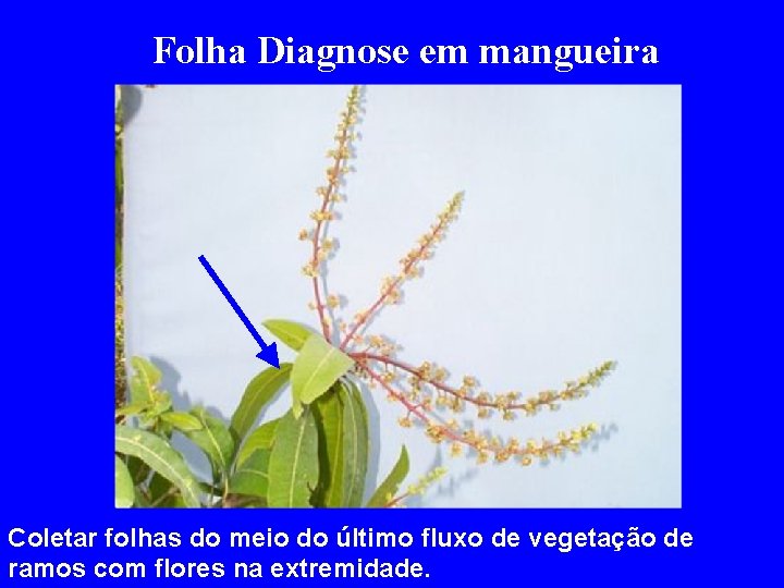 Folha Diagnose em mangueira Coletar folhas do meio do último fluxo de vegetação de