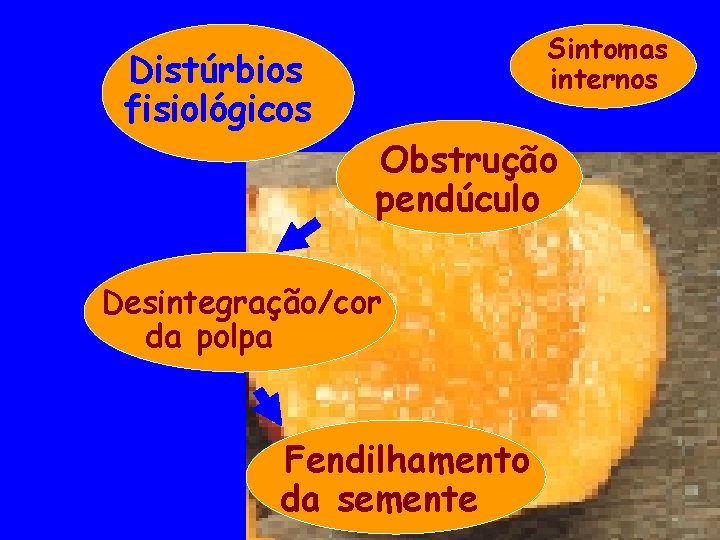 Sintomas internos Distúrbios fisiológicos Obstrução pendúculo Desintegração/cor da polpa Fendilhamento da semente 