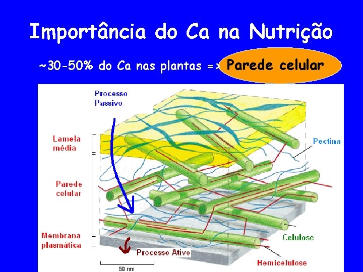 Importância do Ca na Nutrição ~30 -50% do Ca nas plantas => Parede celular