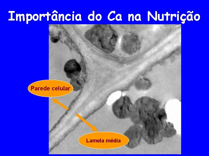 Importância do Ca na Nutrição Parede celular Lamela média 