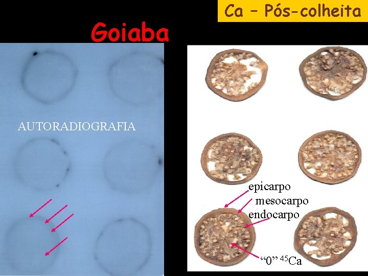 Goiaba Ca – Pós-colheita AUTORADIOGRAFIA epicarpo mesocarpo endocarpo “ 0” 45 Ca 