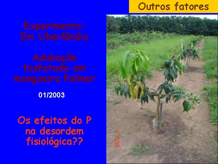 Outros fatores Experimento: Em Uberlândia Adubação fosfatada em mangueira Palmer 01/2003 Os efeitos do