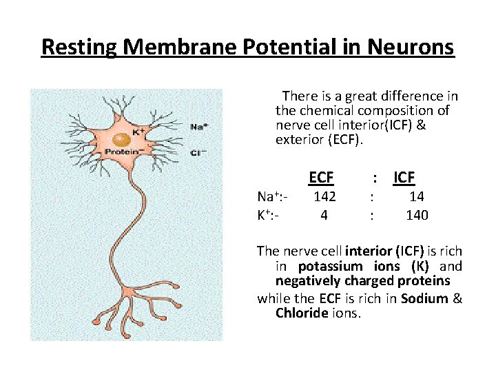Resting Membrane Potential in Neurons There is a great difference in the chemical composition