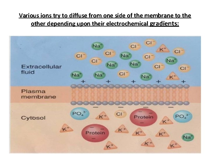 Various ions try to diffuse from one side of the membrane to the other