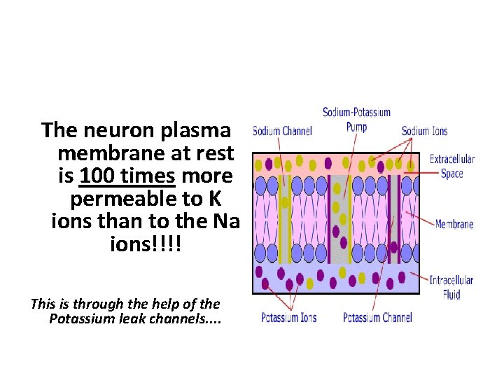 The neuron plasma membrane at rest is 100 times more permeable to K ions