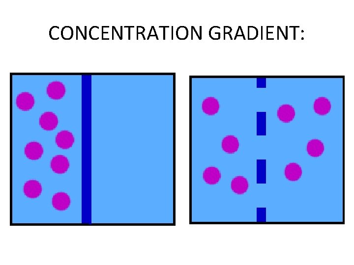 CONCENTRATION GRADIENT: 