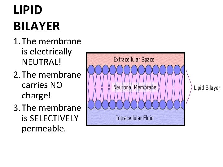 LIPID BILAYER 1. The membrane is electrically NEUTRAL! 2. The membrane carries NO charge!
