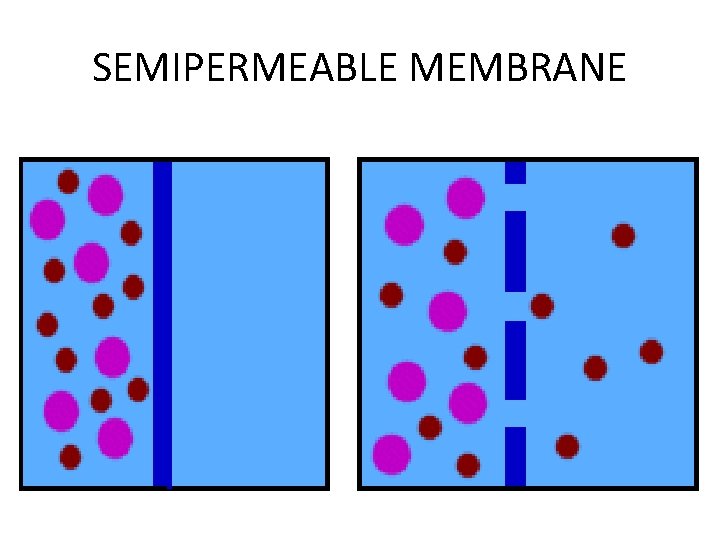 SEMIPERMEABLE MEMBRANE 