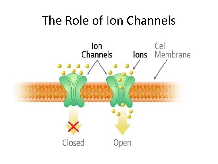 The Role of Ion Channels 