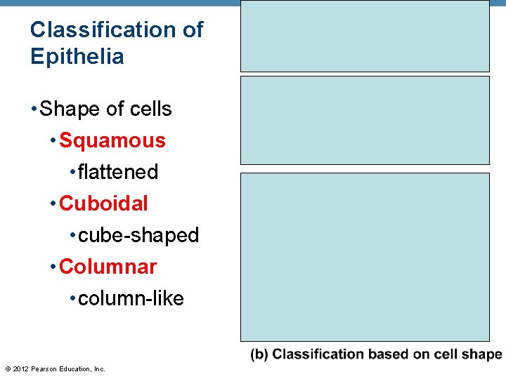 Classification of Epithelia • Shape of cells • Squamous • flattened • Cuboidal •