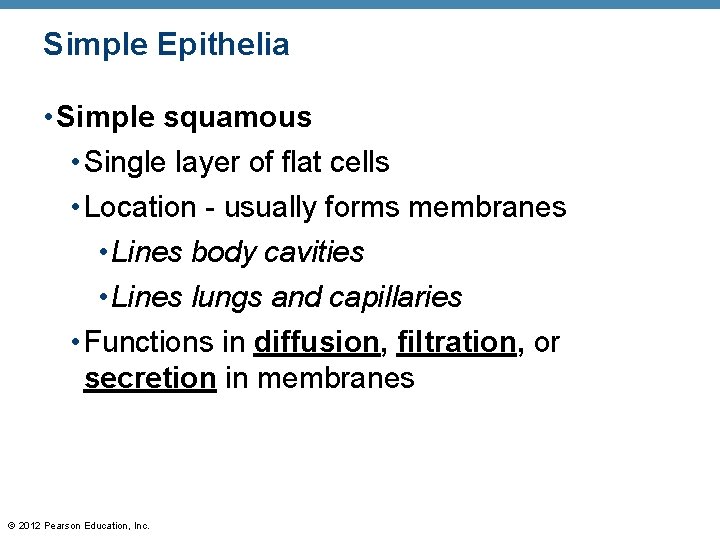 Simple Epithelia • Simple squamous • Single layer of flat cells • Location -