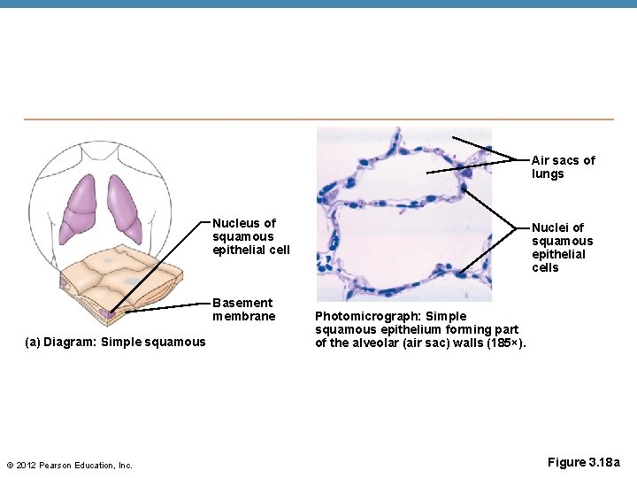 Air sacs of lungs Nucleus of squamous epithelial cell Basement membrane (a) Diagram: Simple