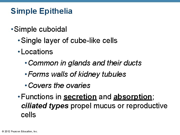 Simple Epithelia • Simple cuboidal • Single layer of cube-like cells • Locations •