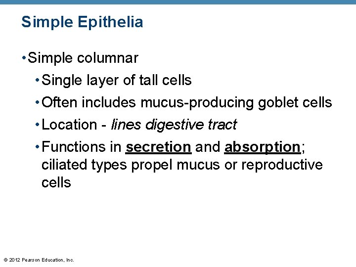 Simple Epithelia • Simple columnar • Single layer of tall cells • Often includes