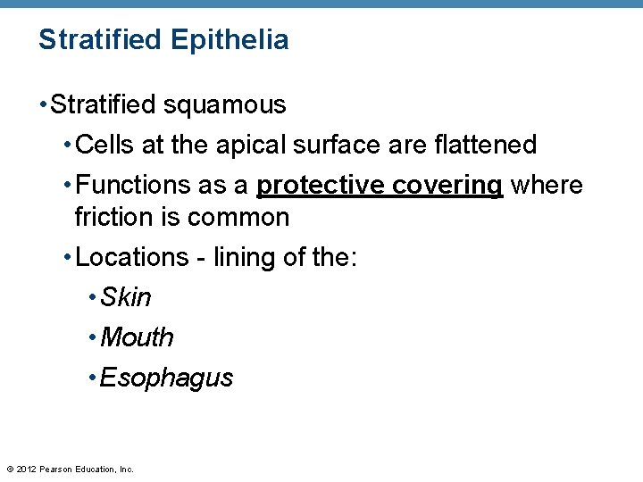 Stratified Epithelia • Stratified squamous • Cells at the apical surface are flattened •