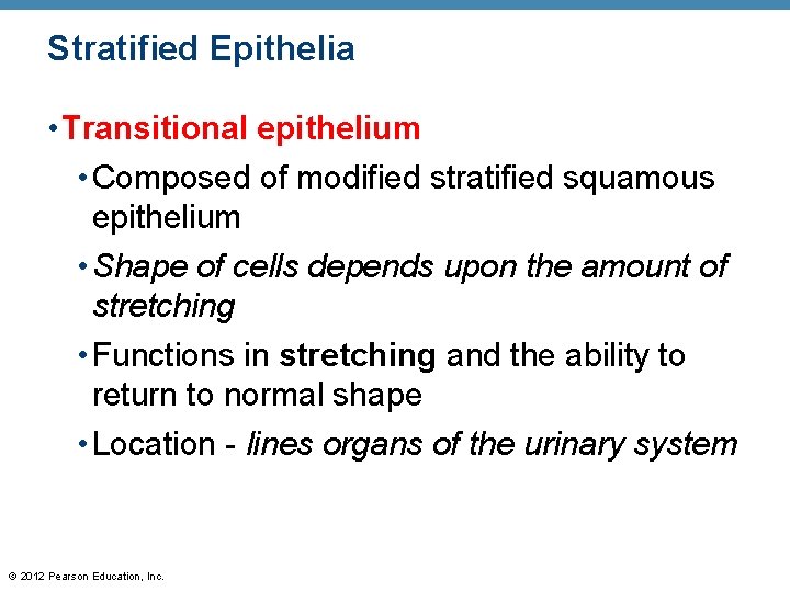 Stratified Epithelia • Transitional epithelium • Composed of modified stratified squamous epithelium • Shape