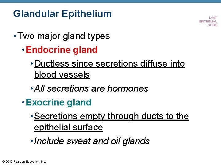 Glandular Epithelium • Two major gland types • Endocrine gland • Ductless since secretions