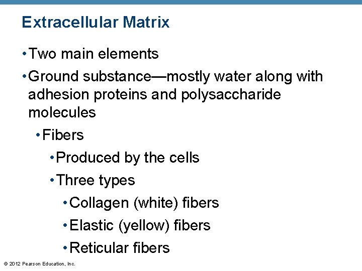 Extracellular Matrix • Two main elements • Ground substance—mostly water along with adhesion proteins