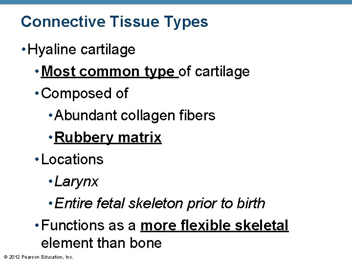 Connective Tissue Types • Hyaline cartilage • Most common type of cartilage • Composed