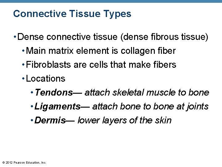 Connective Tissue Types • Dense connective tissue (dense fibrous tissue) • Main matrix element