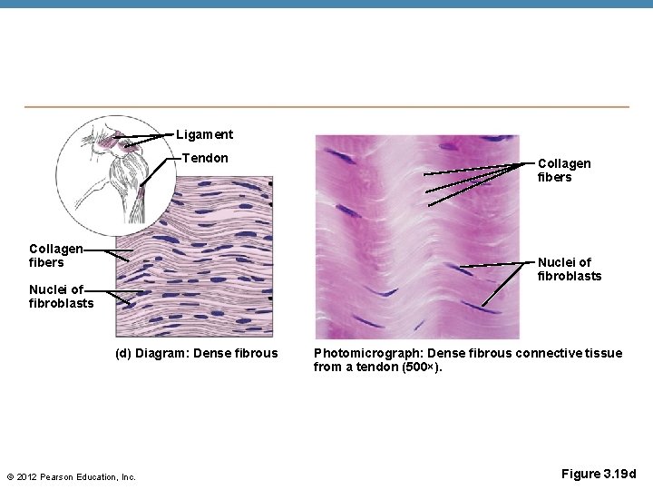 Ligament Tendon Collagen fibers Nuclei of fibroblasts (d) Diagram: Dense fibrous © 2012 Pearson