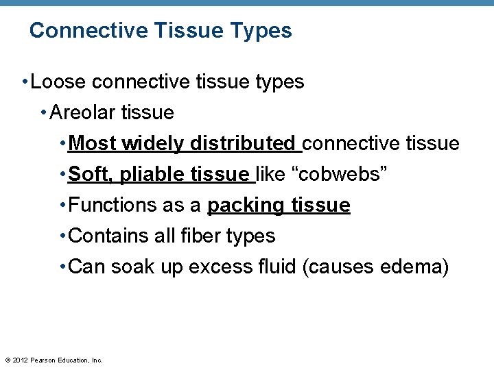 Connective Tissue Types • Loose connective tissue types • Areolar tissue • Most widely