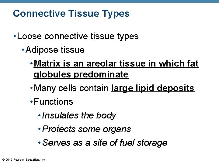 Connective Tissue Types • Loose connective tissue types • Adipose tissue • Matrix is