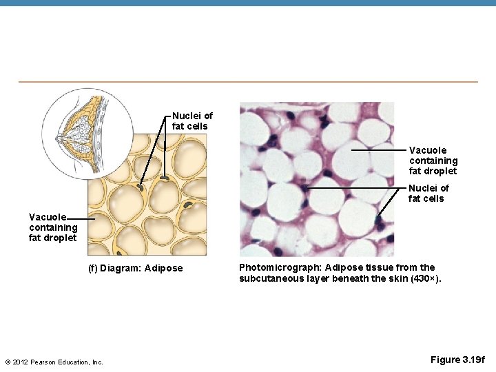 Nuclei of fat cells Vacuole containing fat droplet (f) Diagram: Adipose © 2012 Pearson