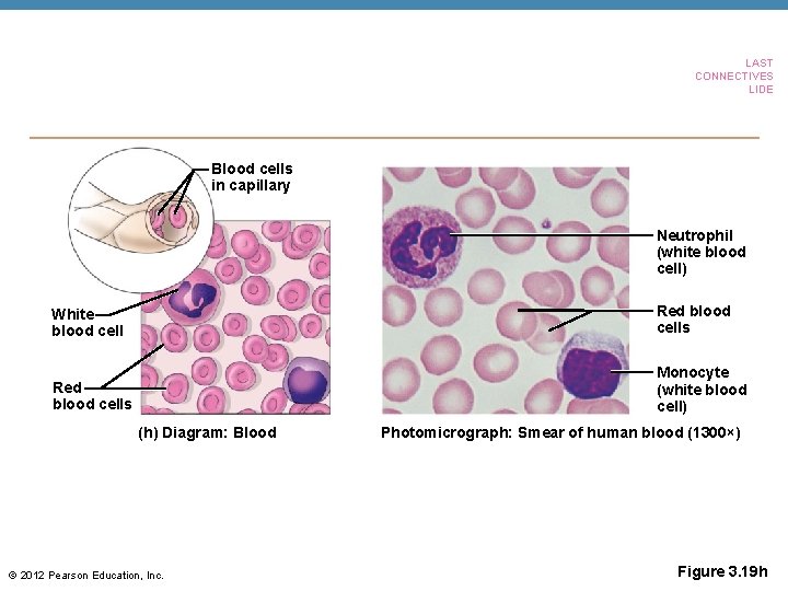 LAST CONNECTIVES LIDE Blood cells in capillary Neutrophil (white blood cell) White blood cell