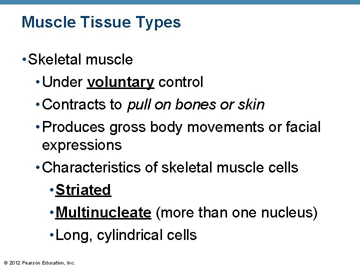 Muscle Tissue Types • Skeletal muscle • Under voluntary control • Contracts to pull