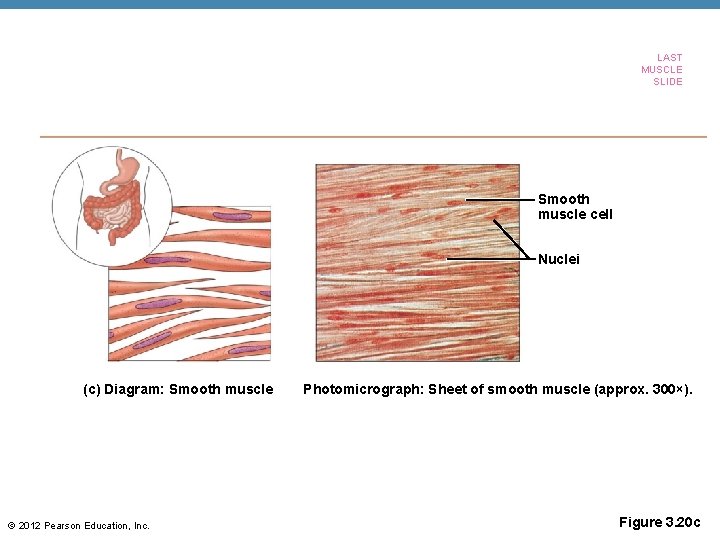 LAST MUSCLE SLIDE Smooth muscle cell Nuclei (c) Diagram: Smooth muscle © 2012 Pearson