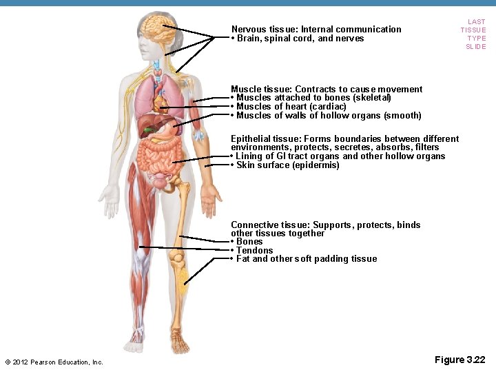 LAST TISSUE TYPE SLIDE Nervous tissue: Internal communication • Brain, spinal cord, and nerves