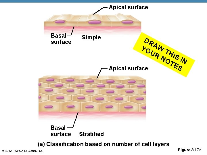 Apical surface Basal surface Simple DR YO AW T UR HI NO S IN
